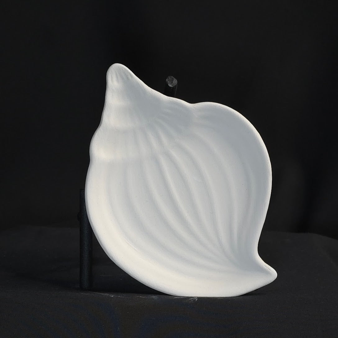 Muscheltellerchen